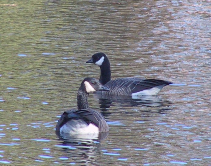 Goose picture 1