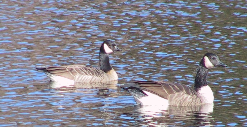 Goose picture 6