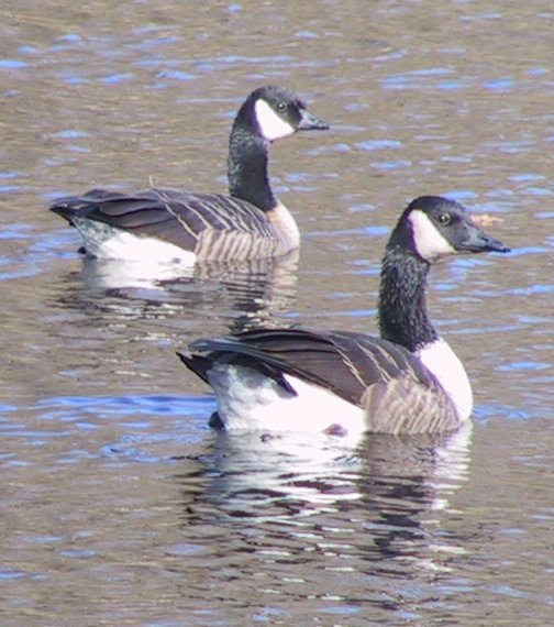 Goose picture 7