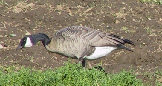 Goose picture 9