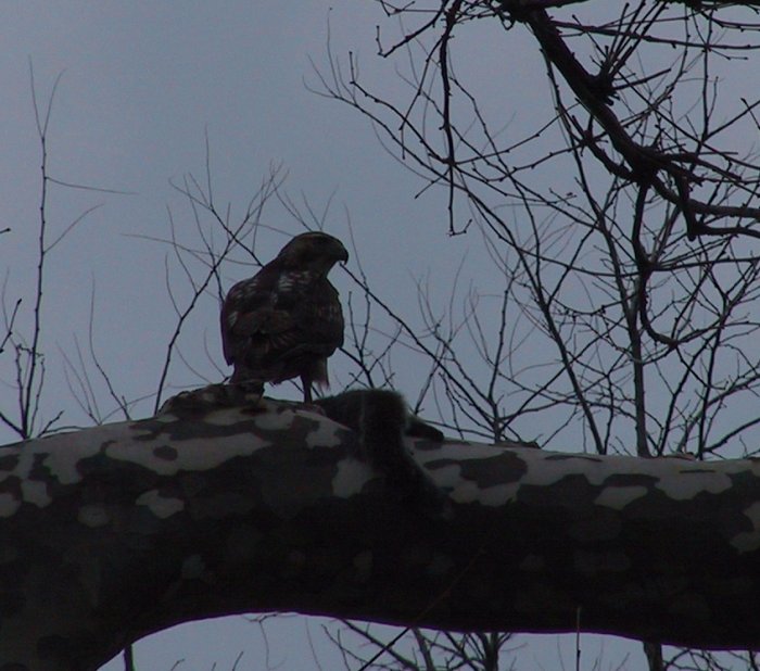 Red-tail with sqirrel