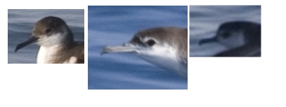 Shearwater heads