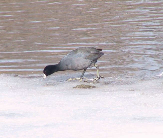 American Coot