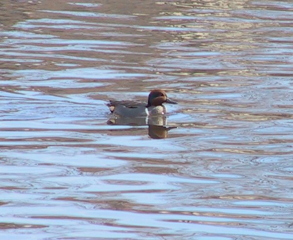Green-winged Teal