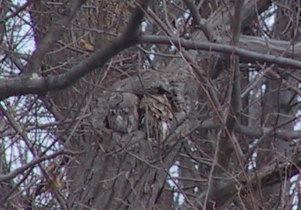 Eastern Screech-Owls!