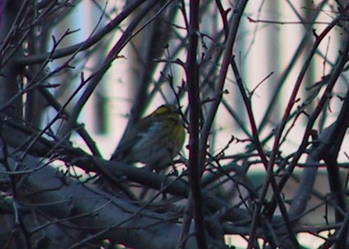 Townsend's Warbler