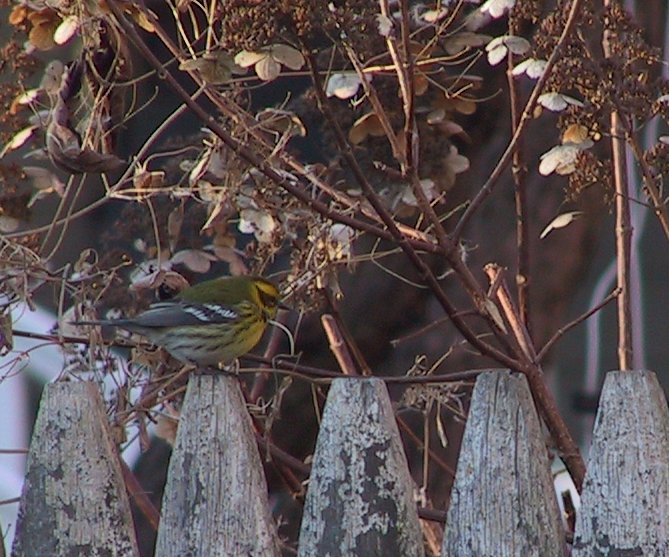 Townsend's Warbler