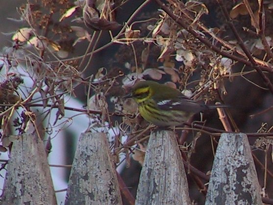 Townsend's Warbler