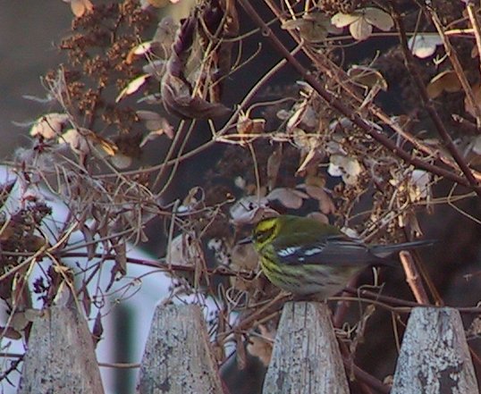 Townsend's Warbler