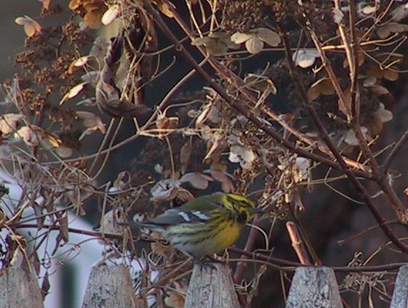 Townsend's Warbler