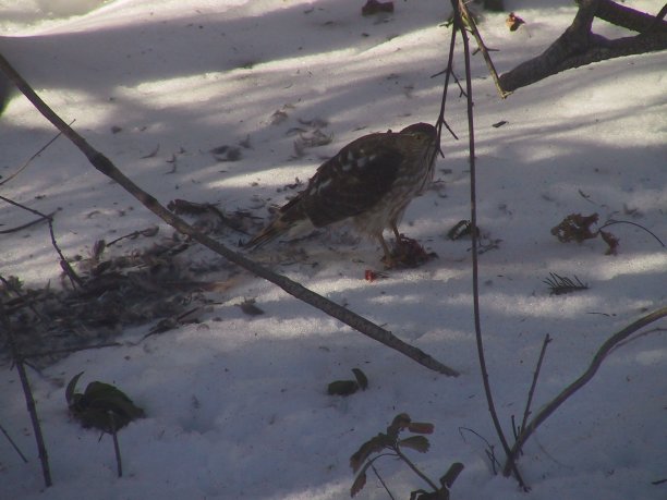 Yard Sharpie with Mourning Dove remains