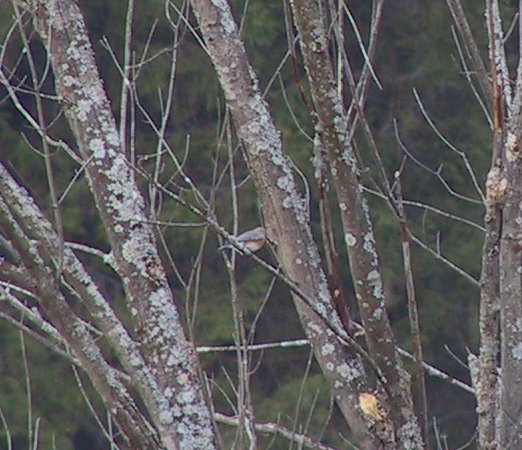 Female Bluebird