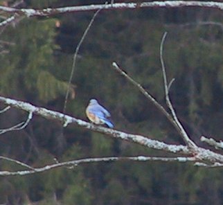 Male Bluebird