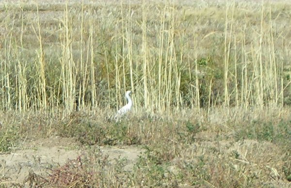 Cattle Egret