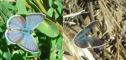 Ceraunus Blues (male dorsal, male ventral, female ventral)