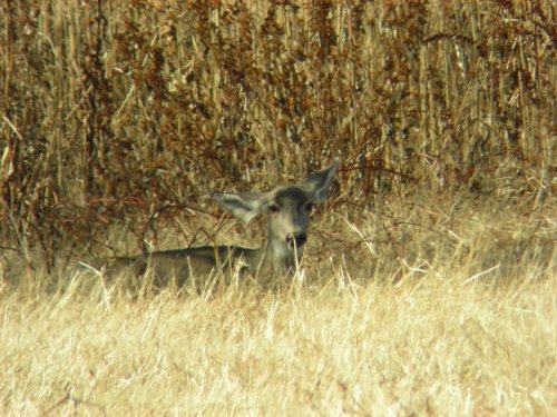 Mule Deer