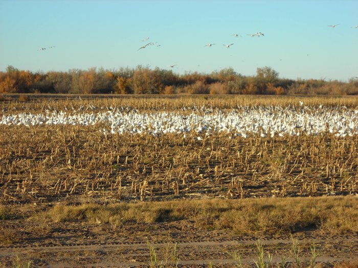 Geese and Cranes