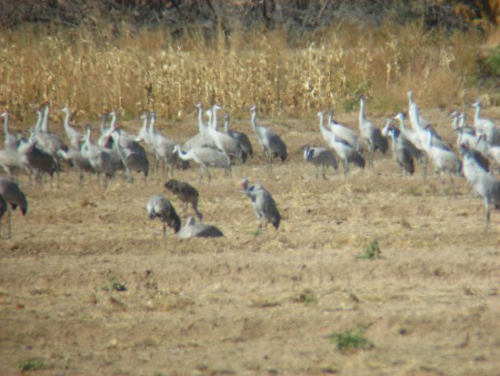 Farm Loop Cranes Cranes