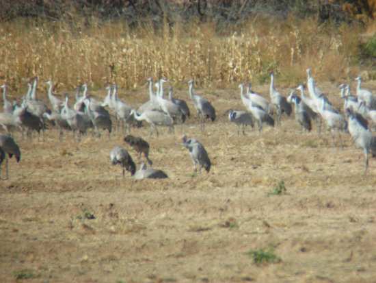 Cranes