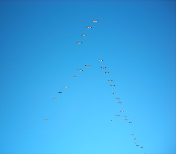 Flying Geese