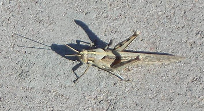 Grasshopper