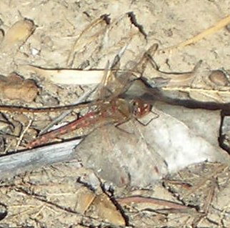 Variegated Meadowhawk