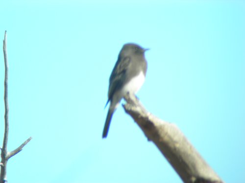 Black Phoebe