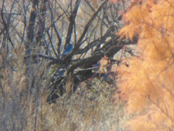 Mountain Bluebirds