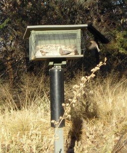 Nature Center Feeders