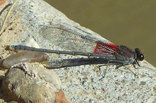 American Rubyspot