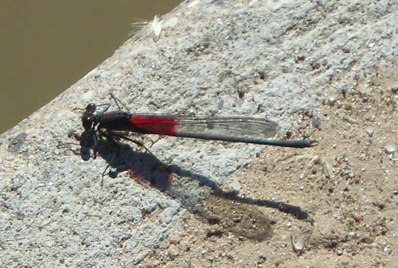 American Rubyspot